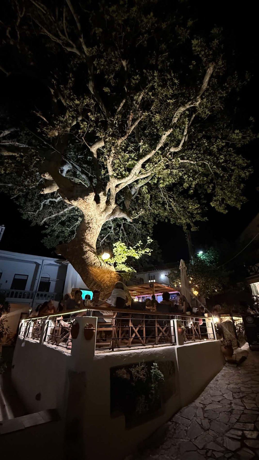 Platanos at night
